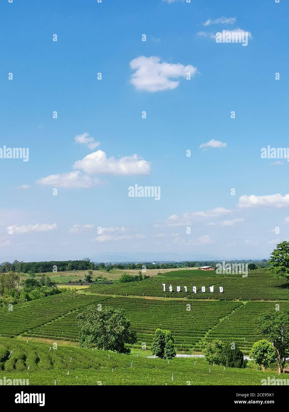 Chiangrai, Thailandia - Giugno 6,2019 : Vista della piantagione di tè Choui Fong Foto Stock