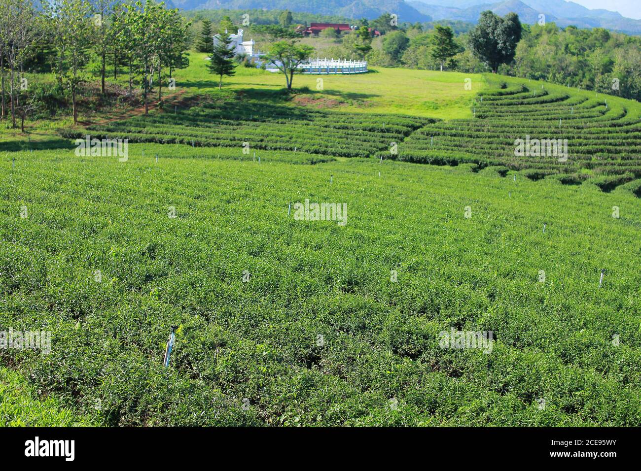 Piantagione di tè Choui Fong e cielo blu. Chiangrai, Thailandia. Foto Stock