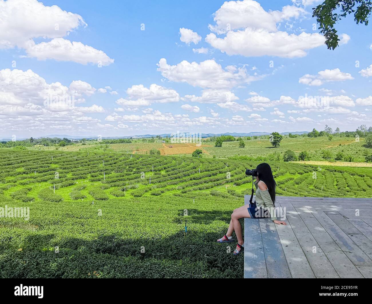 La donna asiatica ammira la piantagione di tè Choui Fong a Chiangrai, Thailandia. Foto Stock