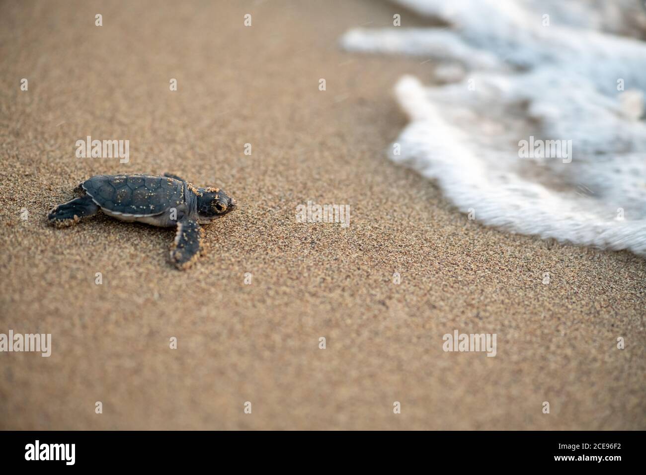 Una piccola tartaruga, appena schiusa, che si sposta verso il mare a Lara Beach, Cipro Foto Stock