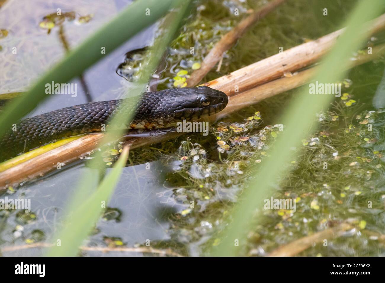 Serpente d'acqua settentrionale che si basa su canne galleggianti in ambiente paludoso Foto Stock