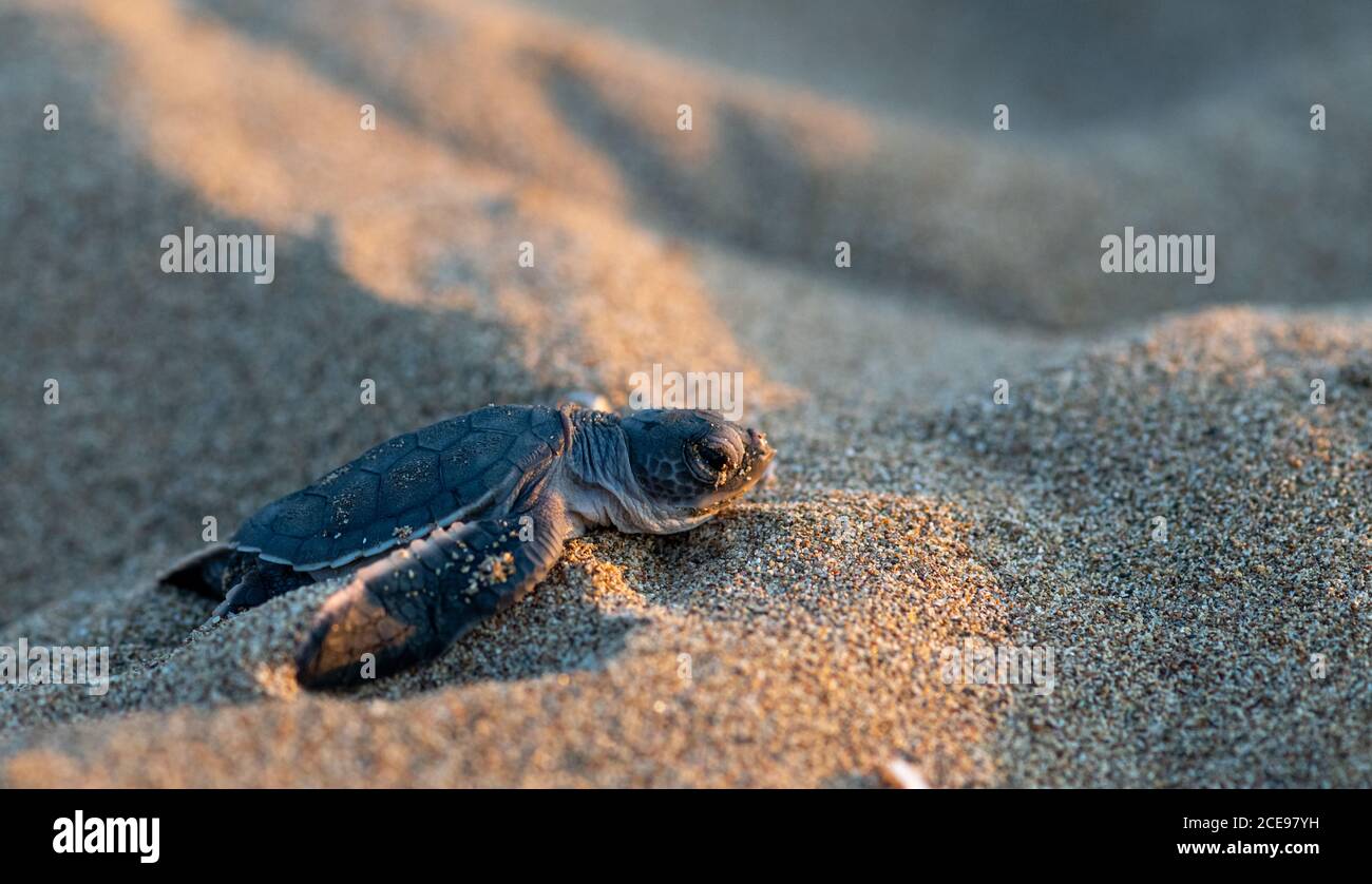 Una piccola tartaruga, appena schiusa, che si sposta verso il mare a Lara Beach, Cipro Foto Stock