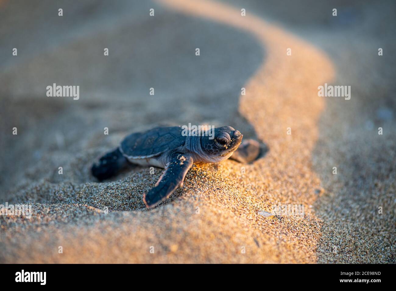 Una piccola tartaruga, appena schiusa, che si sposta verso il mare a Lara Beach, Cipro Foto Stock