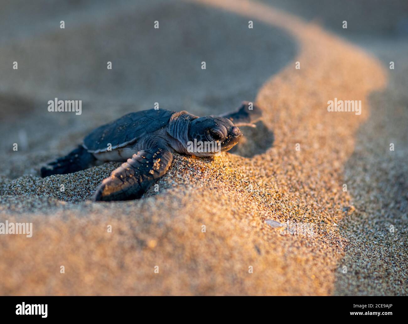 Una piccola tartaruga, appena schiusa, che si sposta verso il mare a Lara Beach, Cipro Foto Stock
