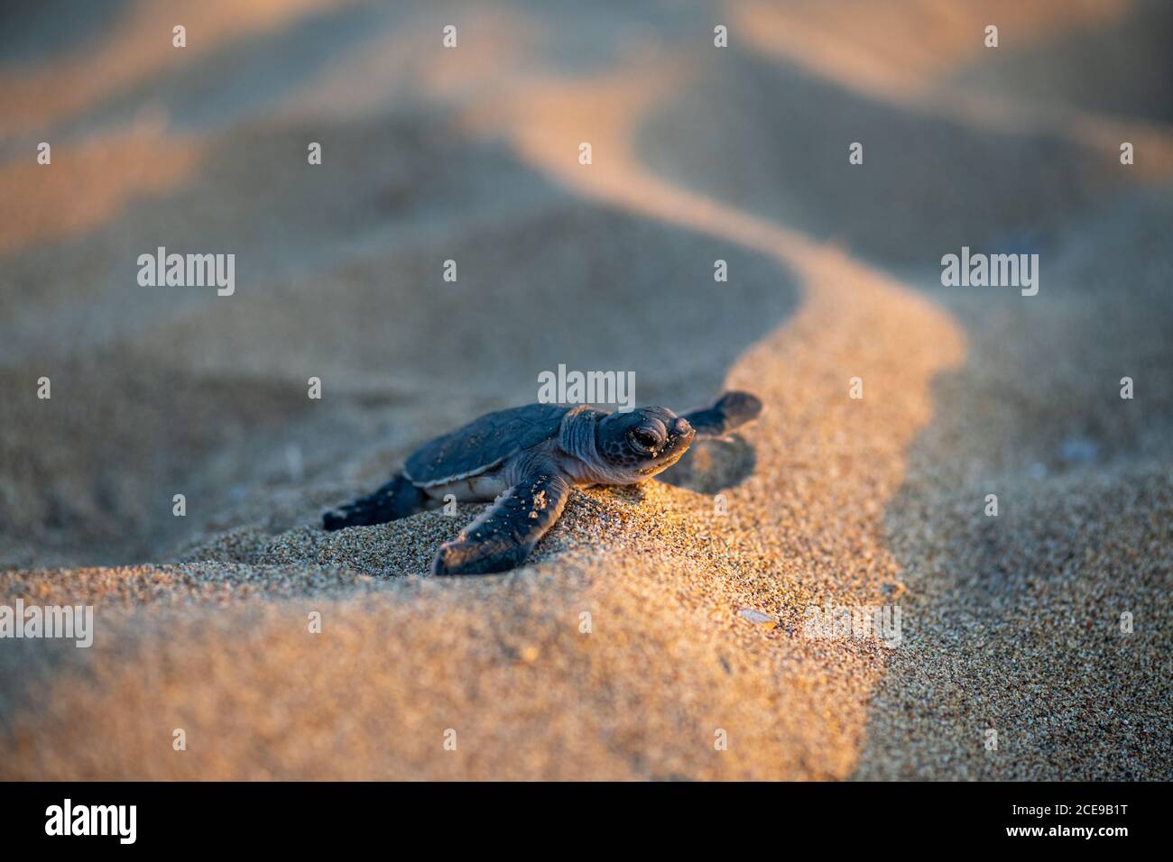 Una piccola tartaruga, appena schiusa, che si sposta verso il mare a Lara Beach, Cipro Foto Stock