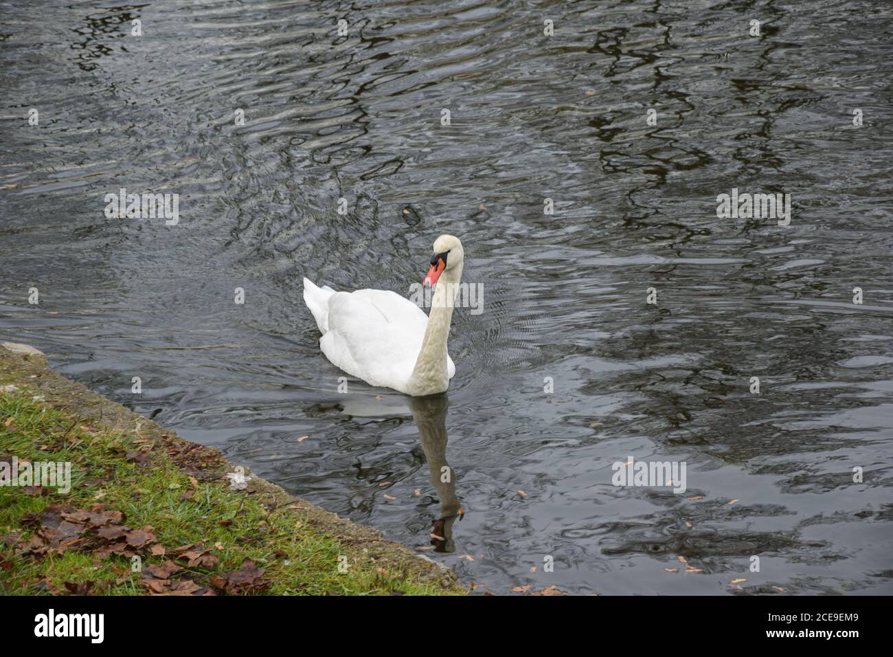 Swan in acqua Foto Stock