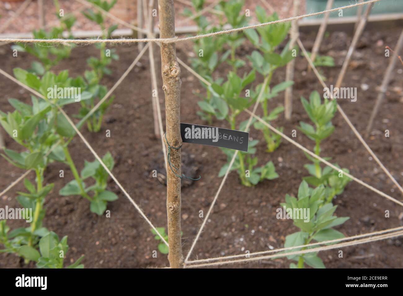 Firma scritta a mano per piante di 'fagioli larghi' biologiche coltivate in casa (Vicia faba) Attaccata a un bastone Hazel su un'assegnazione in un Orto in sviluppo Rurale Foto Stock