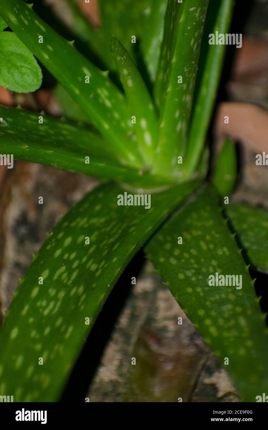 la consistenza di un'aloe vera foglie Foto Stock