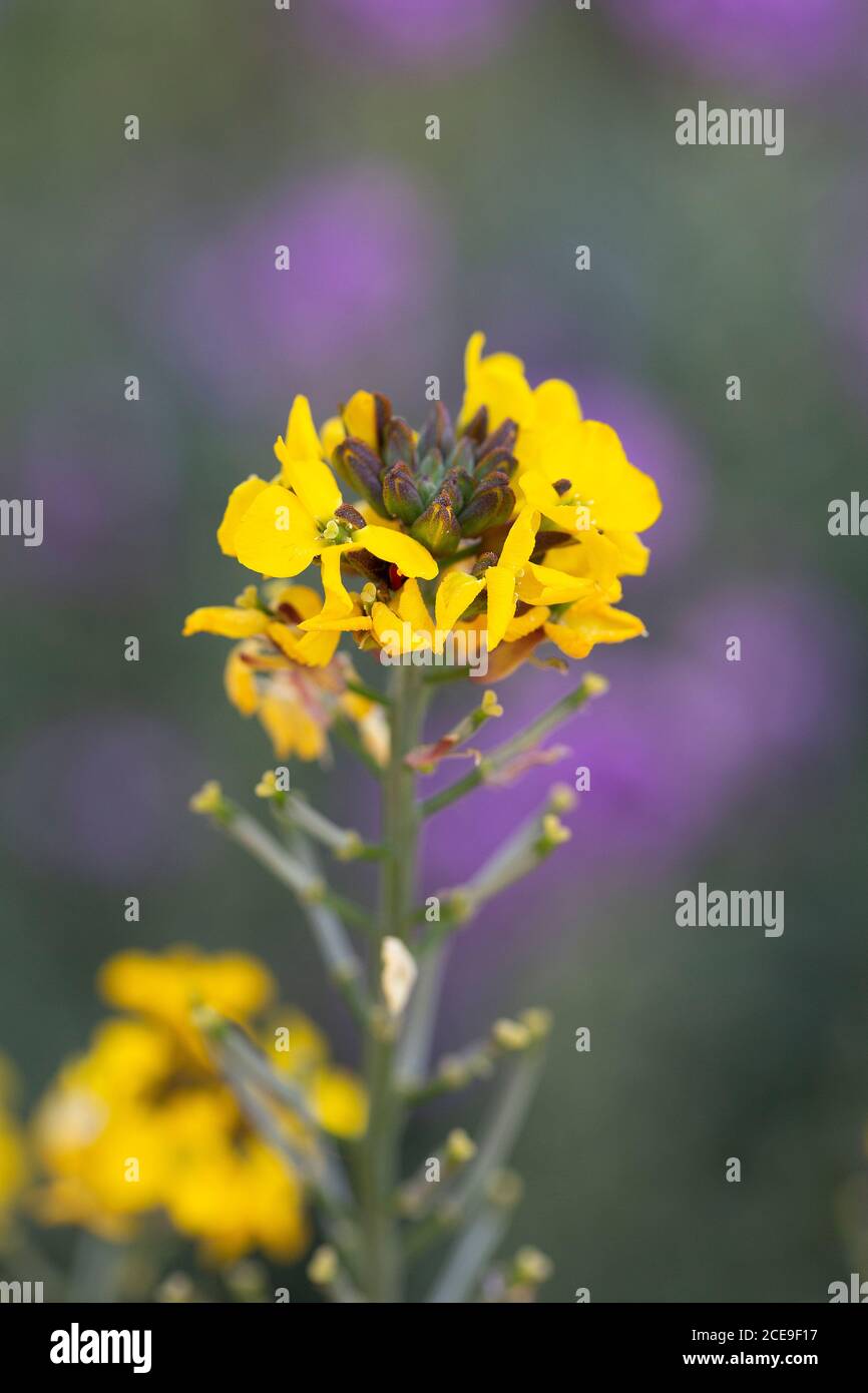 Wallflower (Erysimum cheiri) in fiore Foto Stock