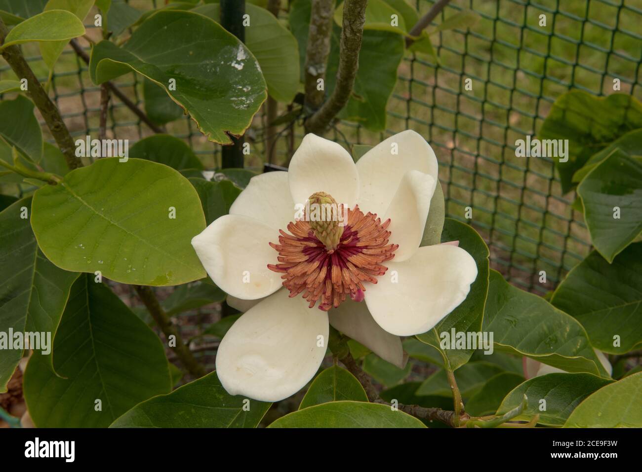 Estate fioritura deciduo arbusto Magnolia (Magnolia x wieseneri) che cresce in un giardino in Cornovaglia rurale, Inghilterra, Regno Unito Foto Stock