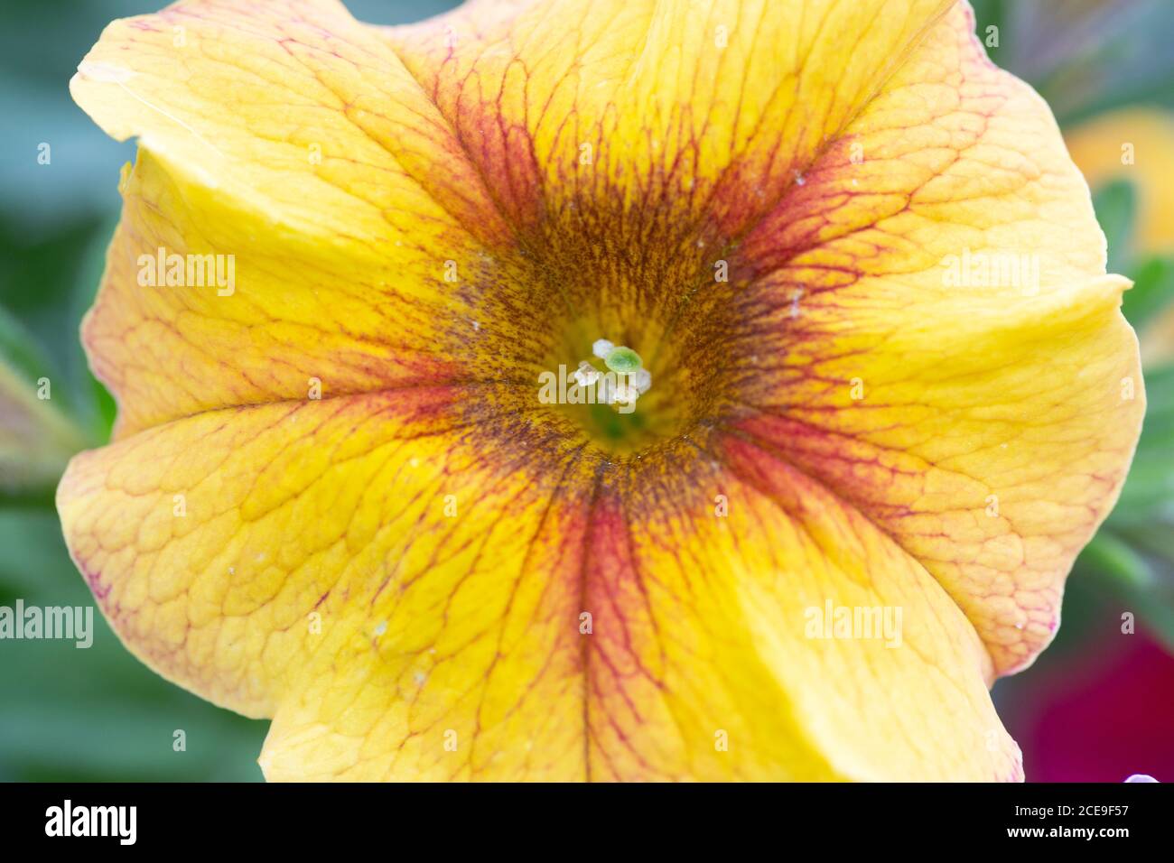 Fiore giallastro di Petunia, primo piano Foto Stock