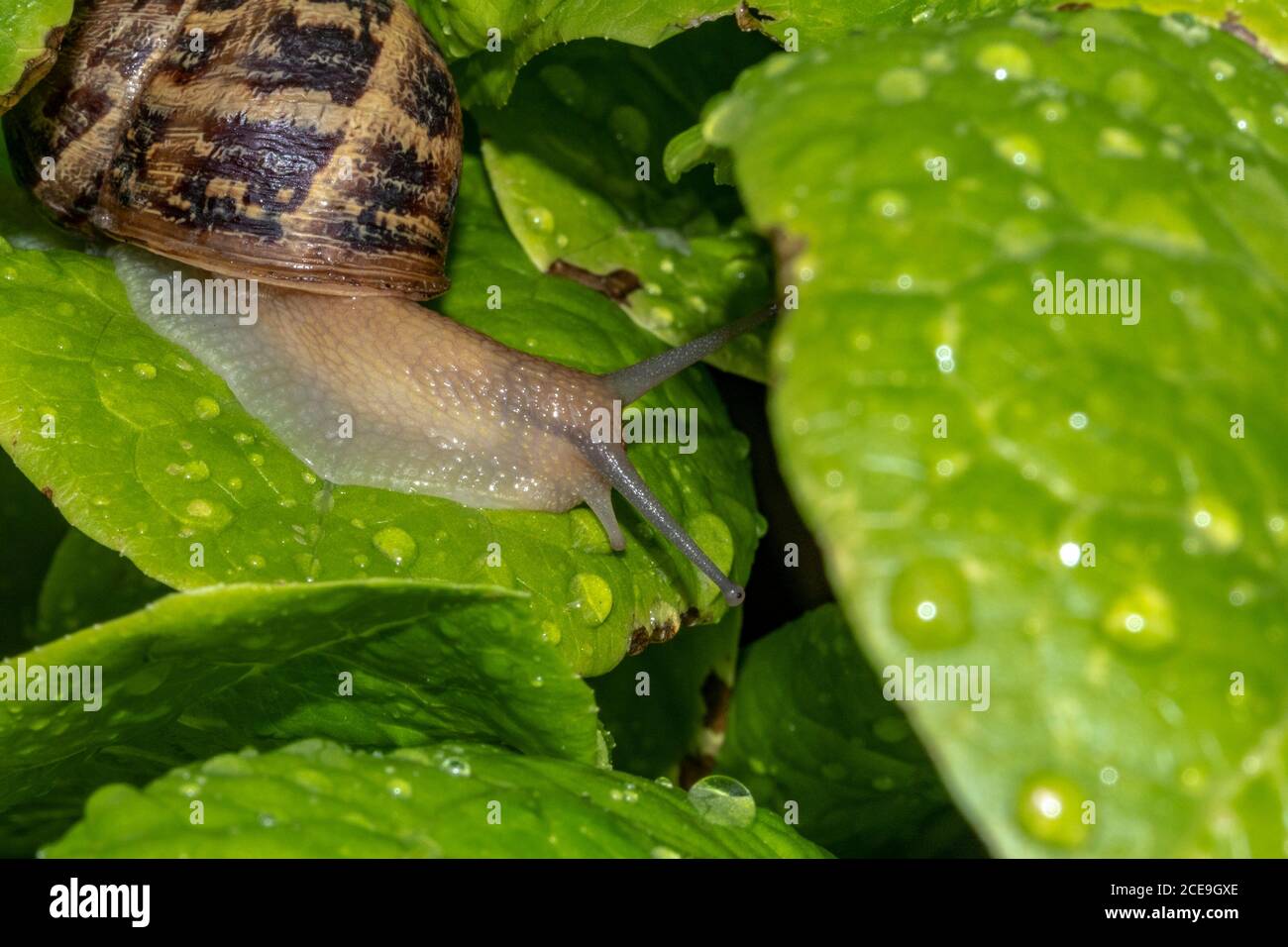 Lumaca su foglie di insalata verde Foto Stock