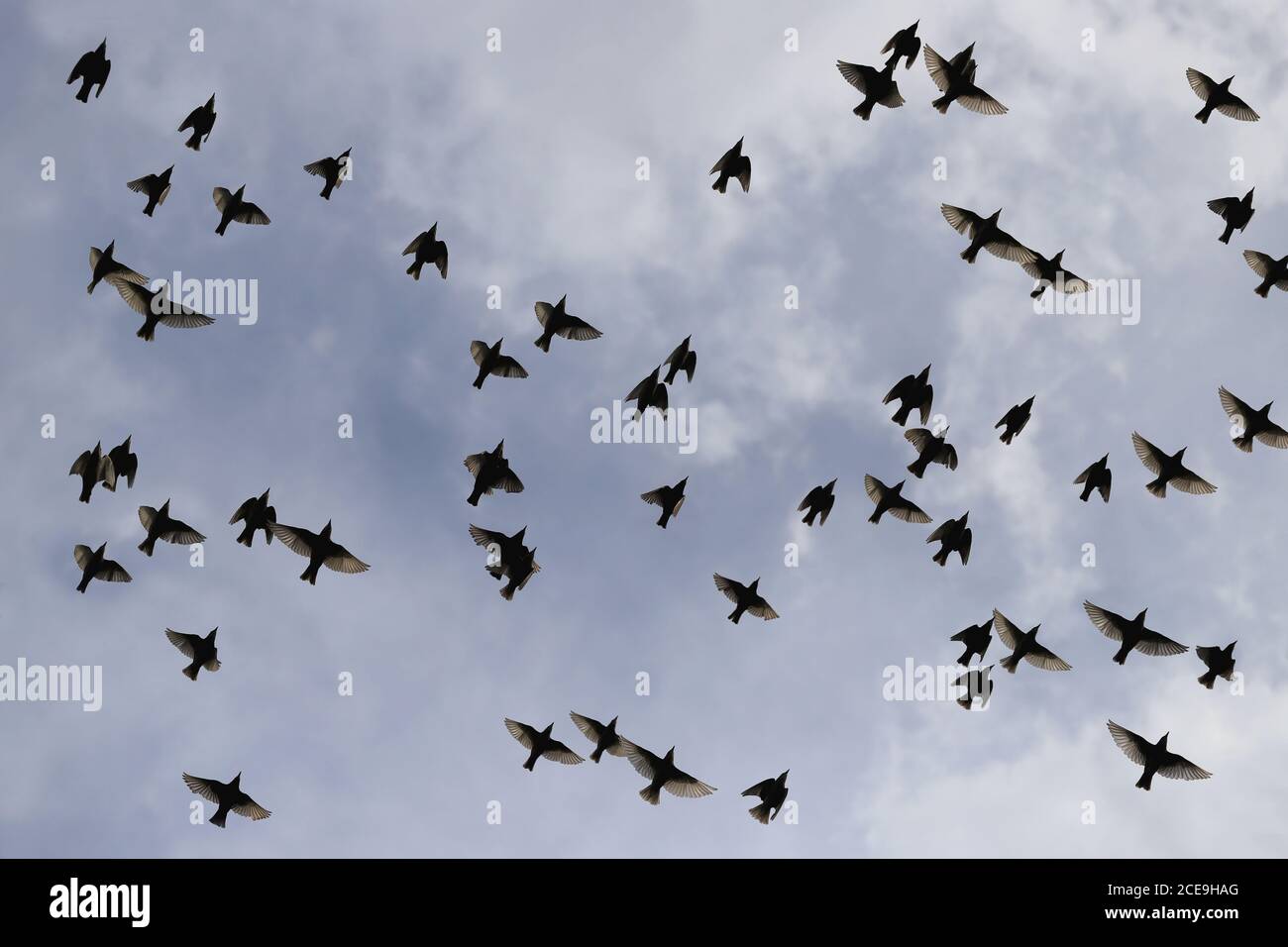Blauer Himmel mit fliegendem Vogelschwarm Foto Stock
