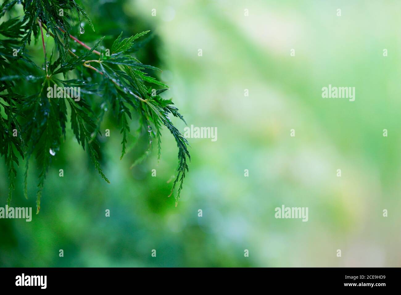 ein Zweig vom japanischer Fächerahorn, Acer palmatum, mit Regentropfen vor grünem Bokeh Foto Stock