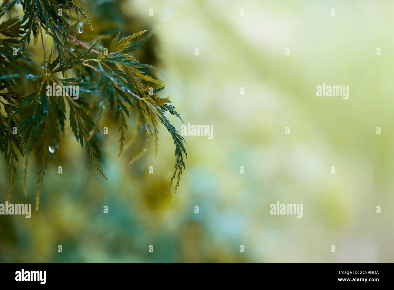 Ein AST vom Japanischen Fächerahorn, Acer palmatum, mir Regentropfen vor grünem Bokeh Foto Stock