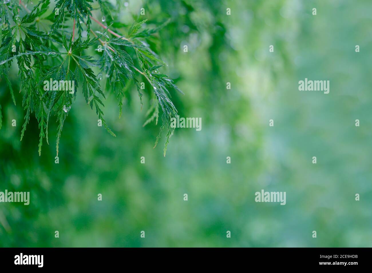 ein AST mit grünen Blätter vom Japanischen Ahorn, Acer palmatum, mit Regentropfen Foto Stock
