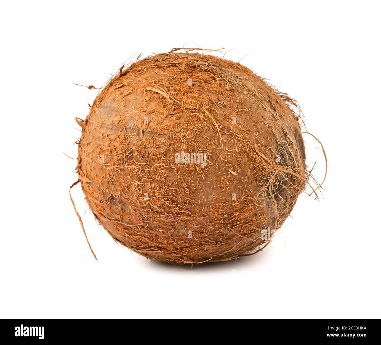 Marrone cocco peloso Foto Stock