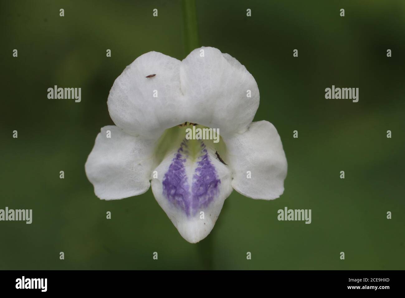 Fiore bianco farfalla pisello con sfondo verde sfocato Foto Stock