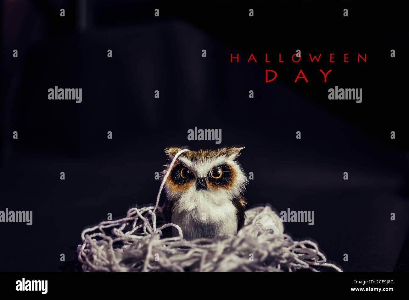 Halloween Day, il gufo sul retro campo nero, la carta arancione zucca, Halloween concetti, Happy Halloween Days, Copy space. Foto Stock