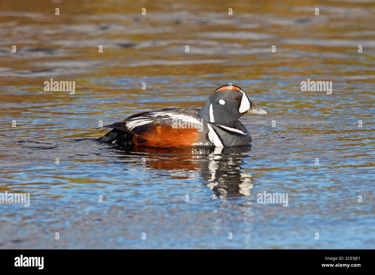 Anatra di Harlequin / anatra dipinta (Histrionicus histrionicus) maschio / drake in allevamento piumaggio nuoto in acqua in estate Foto Stock