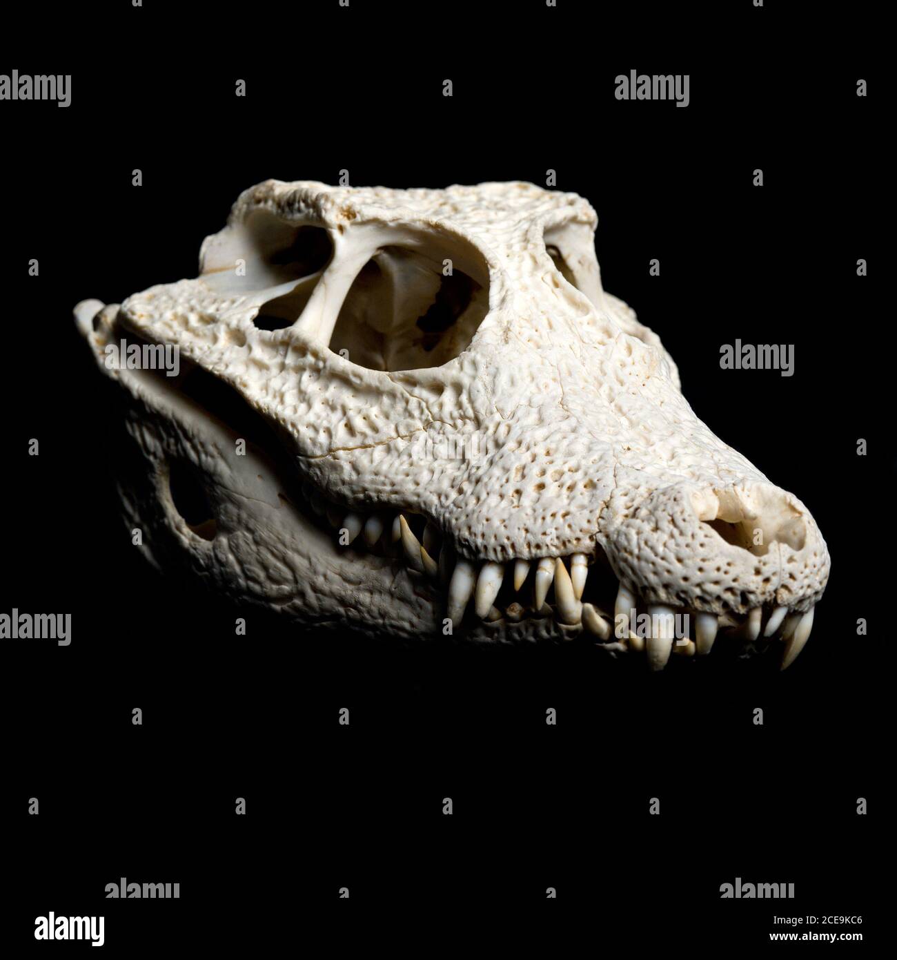 Vero animale scull coccodrillo Foto Stock