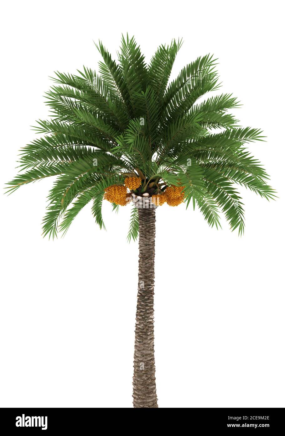 Palm tree isolati su sfondo bianco Foto Stock