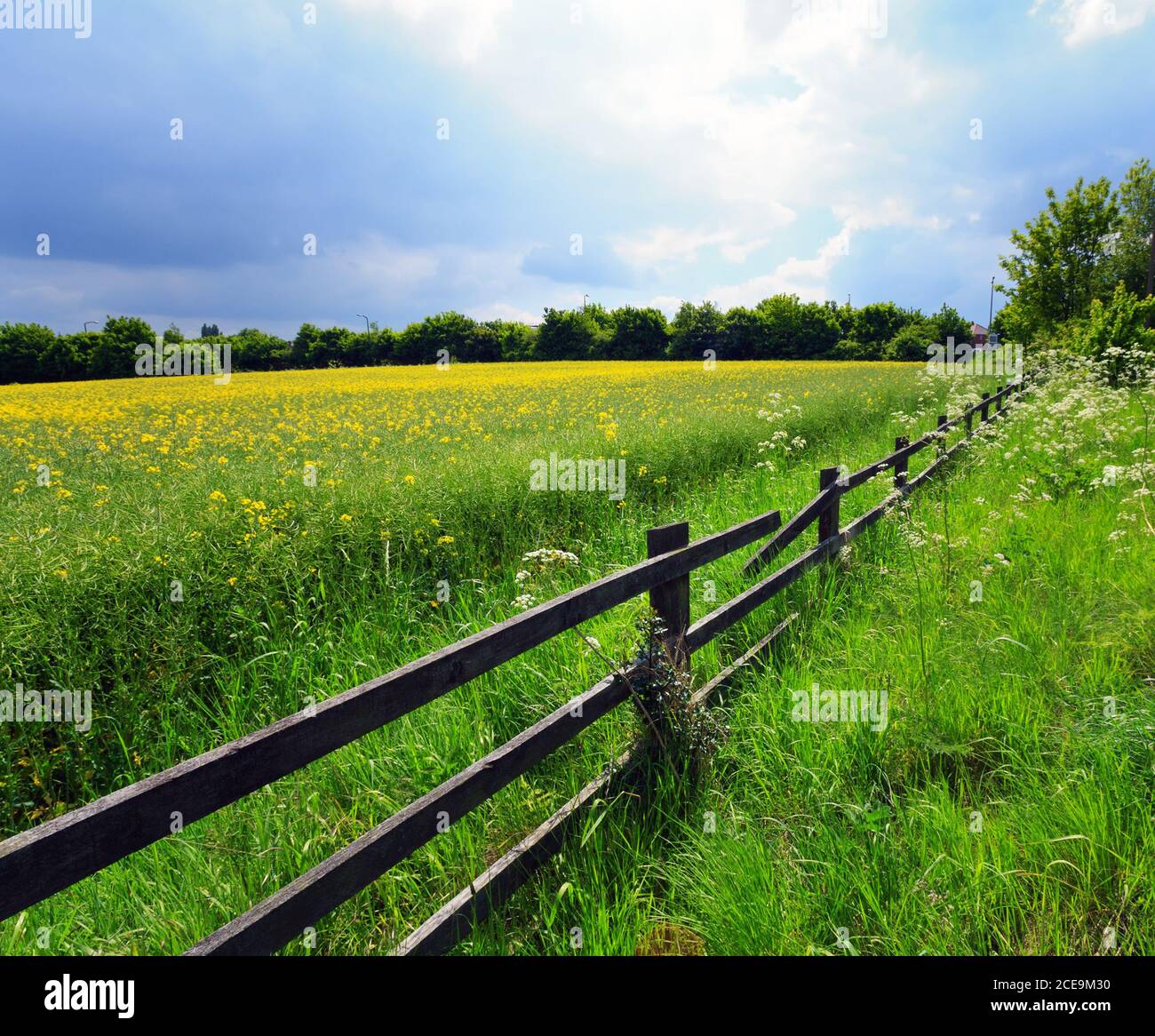 Colture agricole Foto Stock