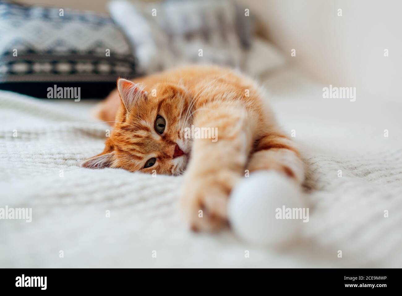 Ginger gatto giocare con la palla sul divano in soggiorno a casa. Animali domestici che si divertono sulla coperta Foto Stock