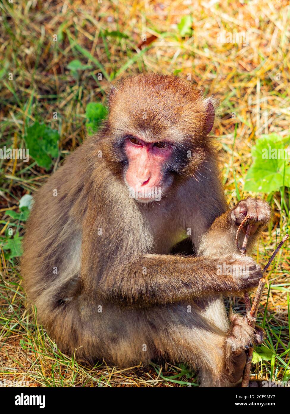 Una scimmia macaque che gioca con un bastone mentre si siede nell'erba. Foto Stock
