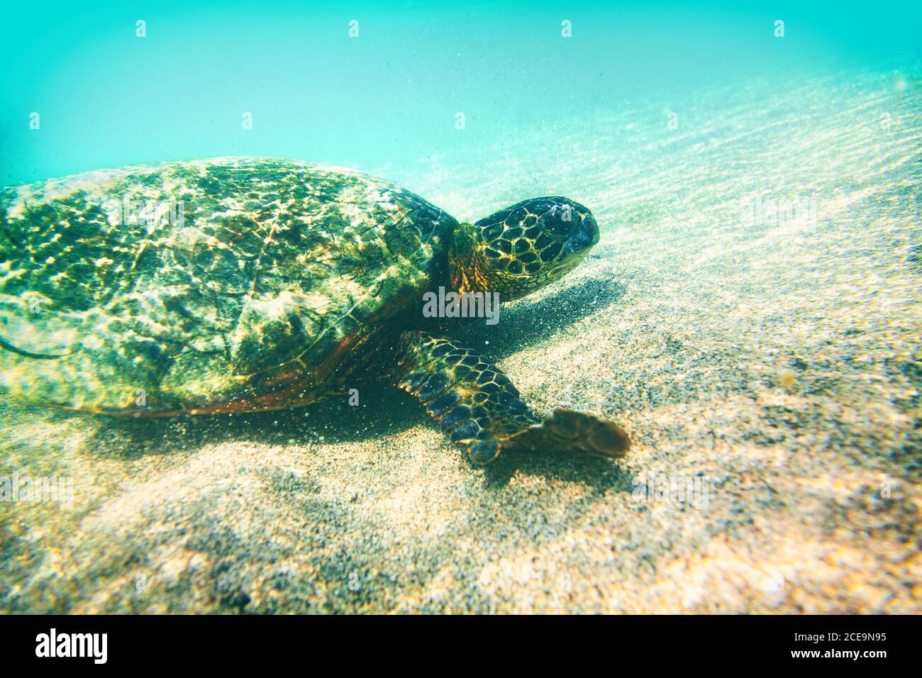 Fotografia subacquea delle tartarughe verdi nelle Hawaii - fauna marina animale nuoto in acque turchesi - conservazione dell'ambiente , eco-friendly Foto Stock