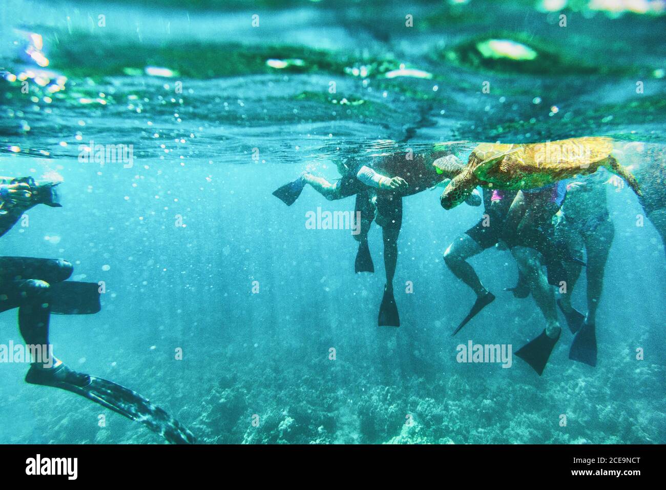 Turisti in vacanza escursione snorkeling con fauna marina - subacquea vista sulle tartarughe verdi circondate da snorkelers che nuotano nell'oceano per individuare Foto Stock