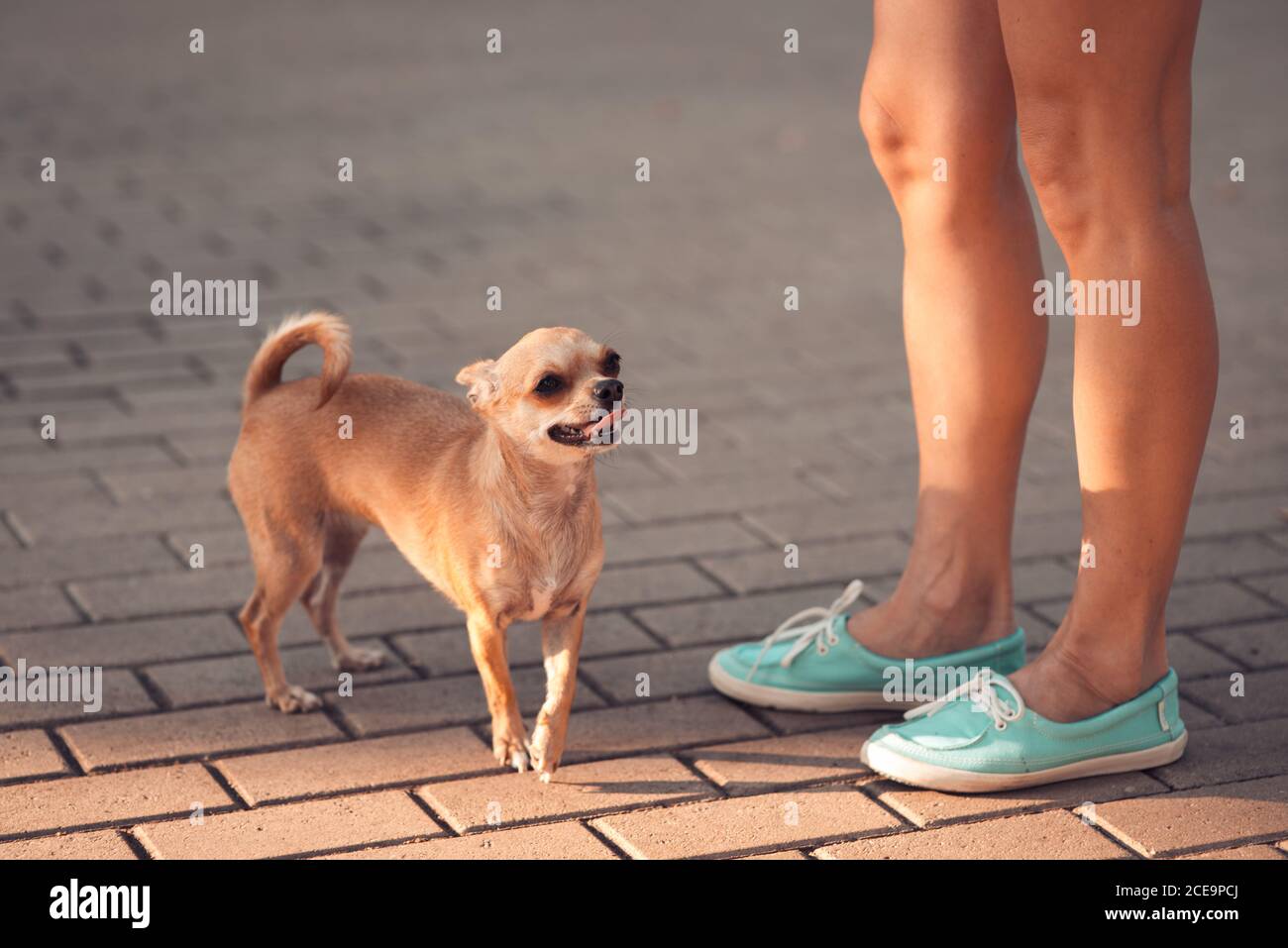 Grazioso piccolo cane Chihuahua sorge accanto al suo proprietario di piedi Foto Stock