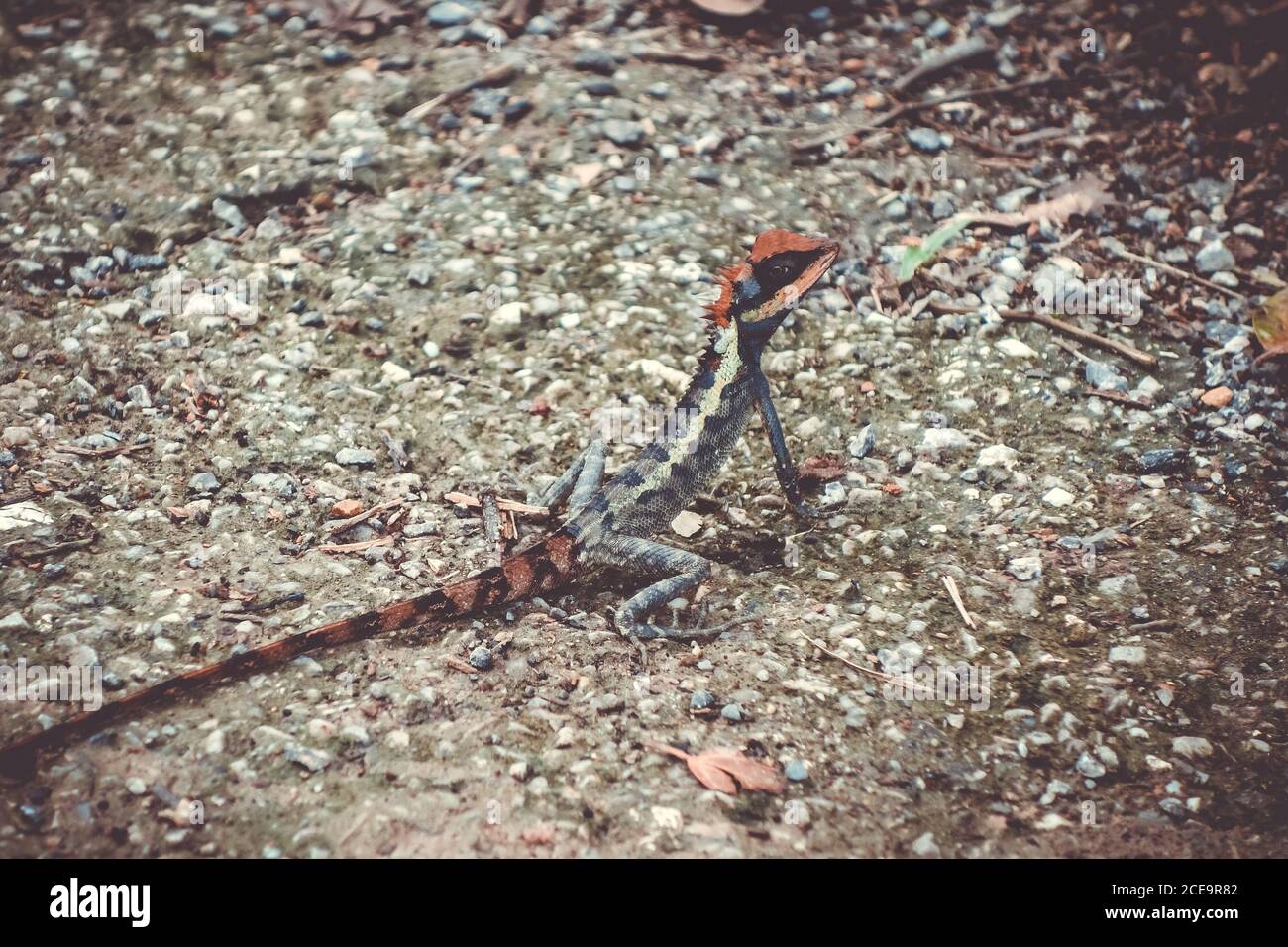 Crested Lizard nella giungla, Khao Sok, Thailandia Foto Stock