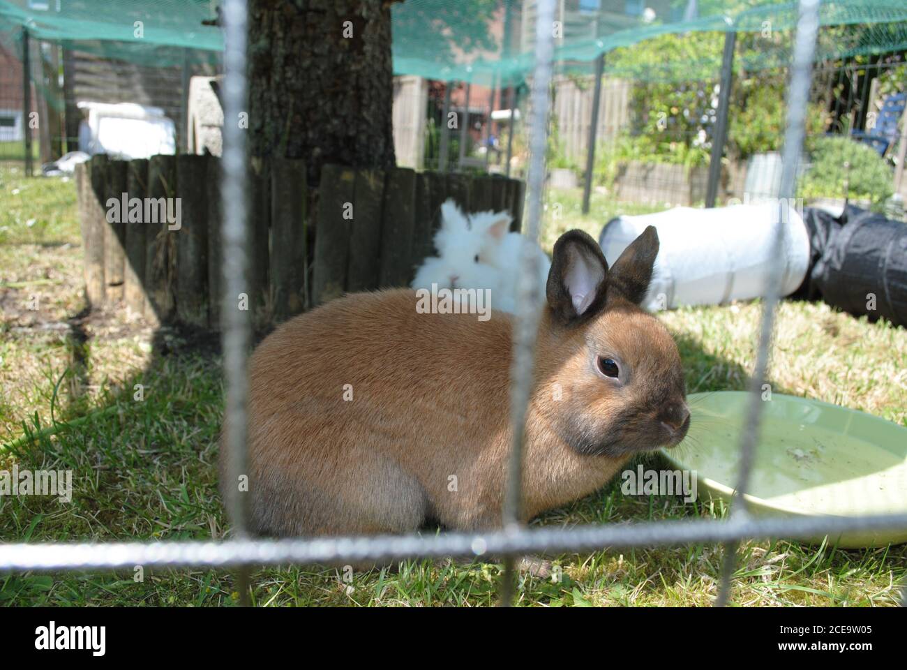 Adorabili e soffici conigli bianchi e marroni Foto Stock