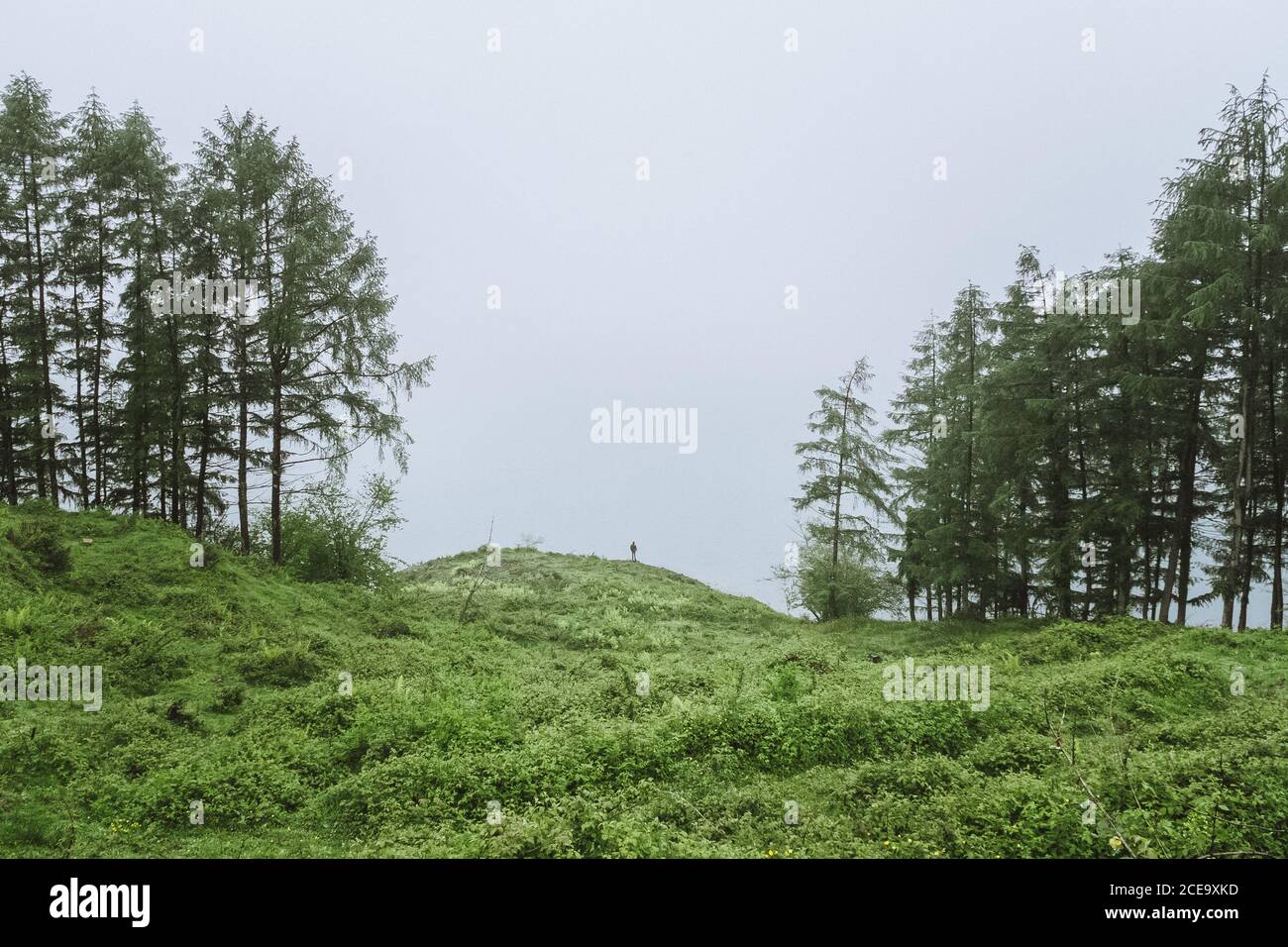 Erba su collina tra abeti Foto Stock