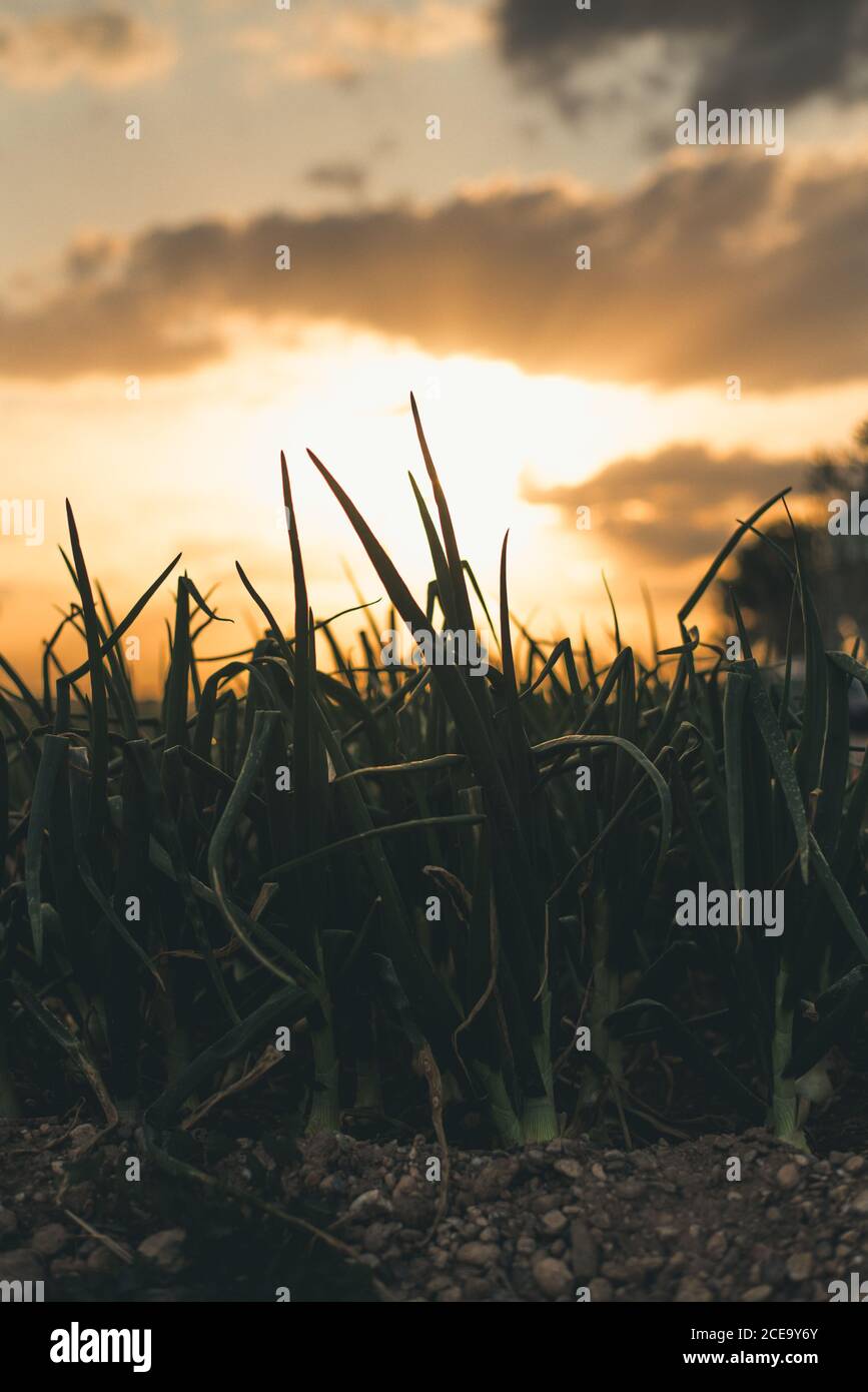 Vista su una piccola silhouette di erba e cielo nuvoloso con tramonto. Foto Stock