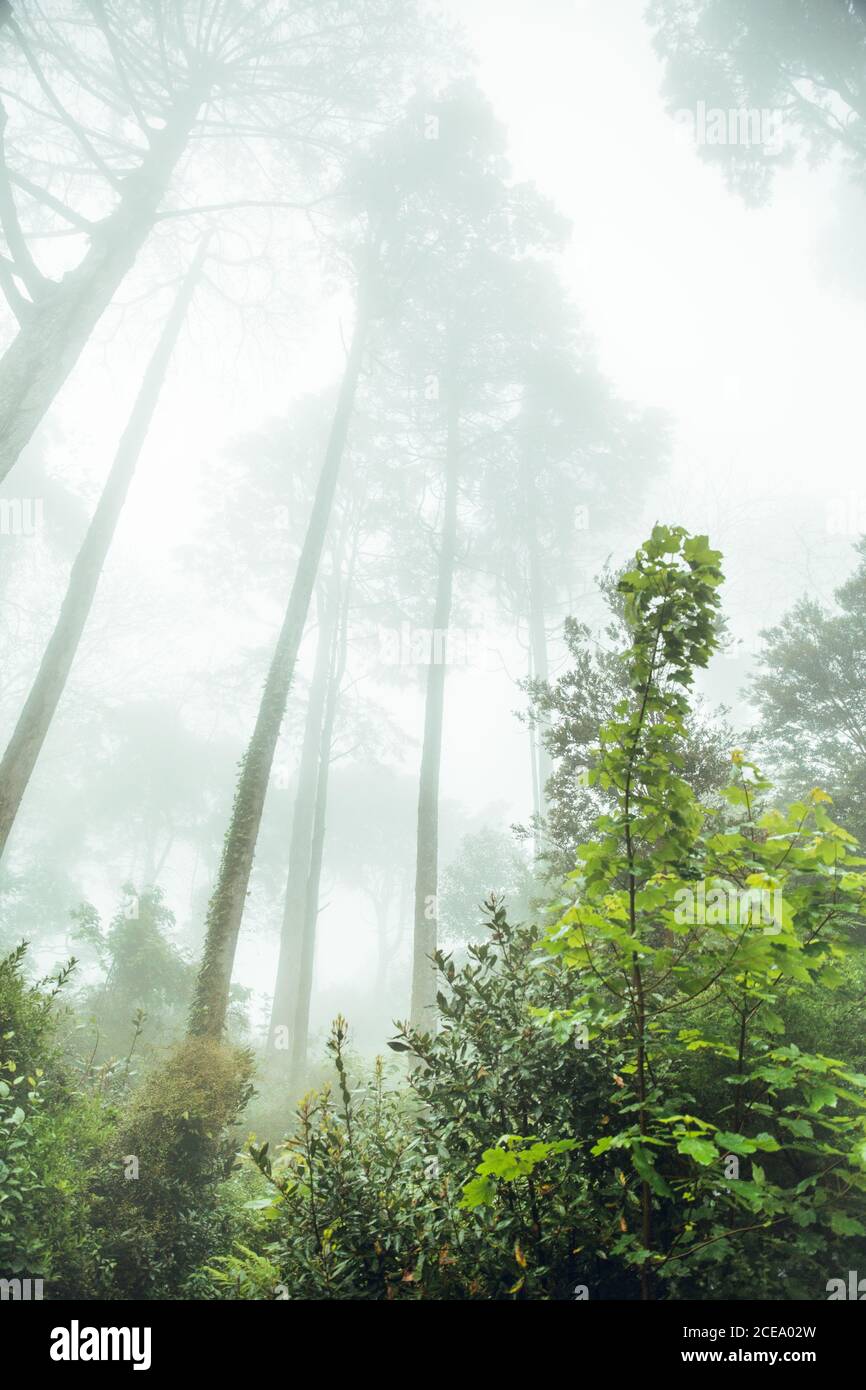Vista della lussureggiante vegetazione verde nel parco con alberi alti e passerella lastricata in luce brillante, Portogallo Foto Stock