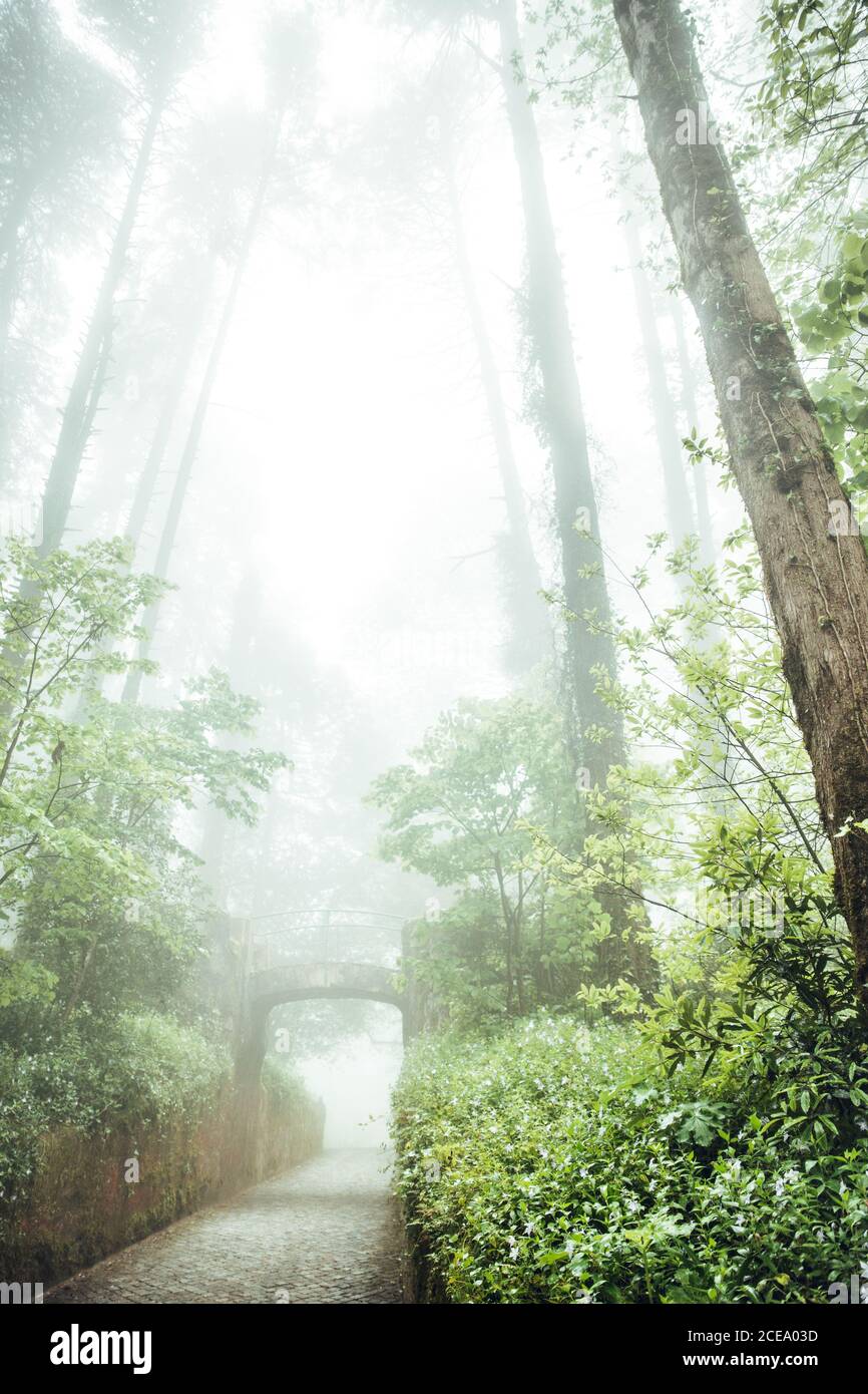 Vista della lussureggiante vegetazione verde nel parco con alberi alti e passerella lastricata in luce brillante, Portogallo Foto Stock