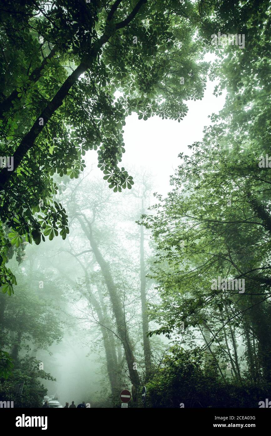 Vista della lussureggiante vegetazione verde nel parco con alberi alti e passerella lastricata in luce brillante, Portogallo Foto Stock