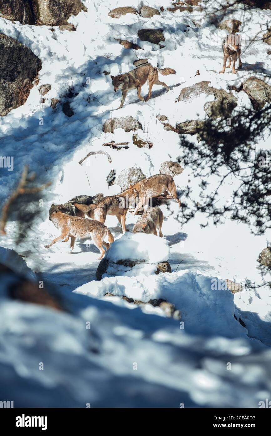 Pacchetto di lupi selvaggi su collina rocciosa in giornata di sole in inverno a Les Angles, Pirenei, Francia Foto Stock