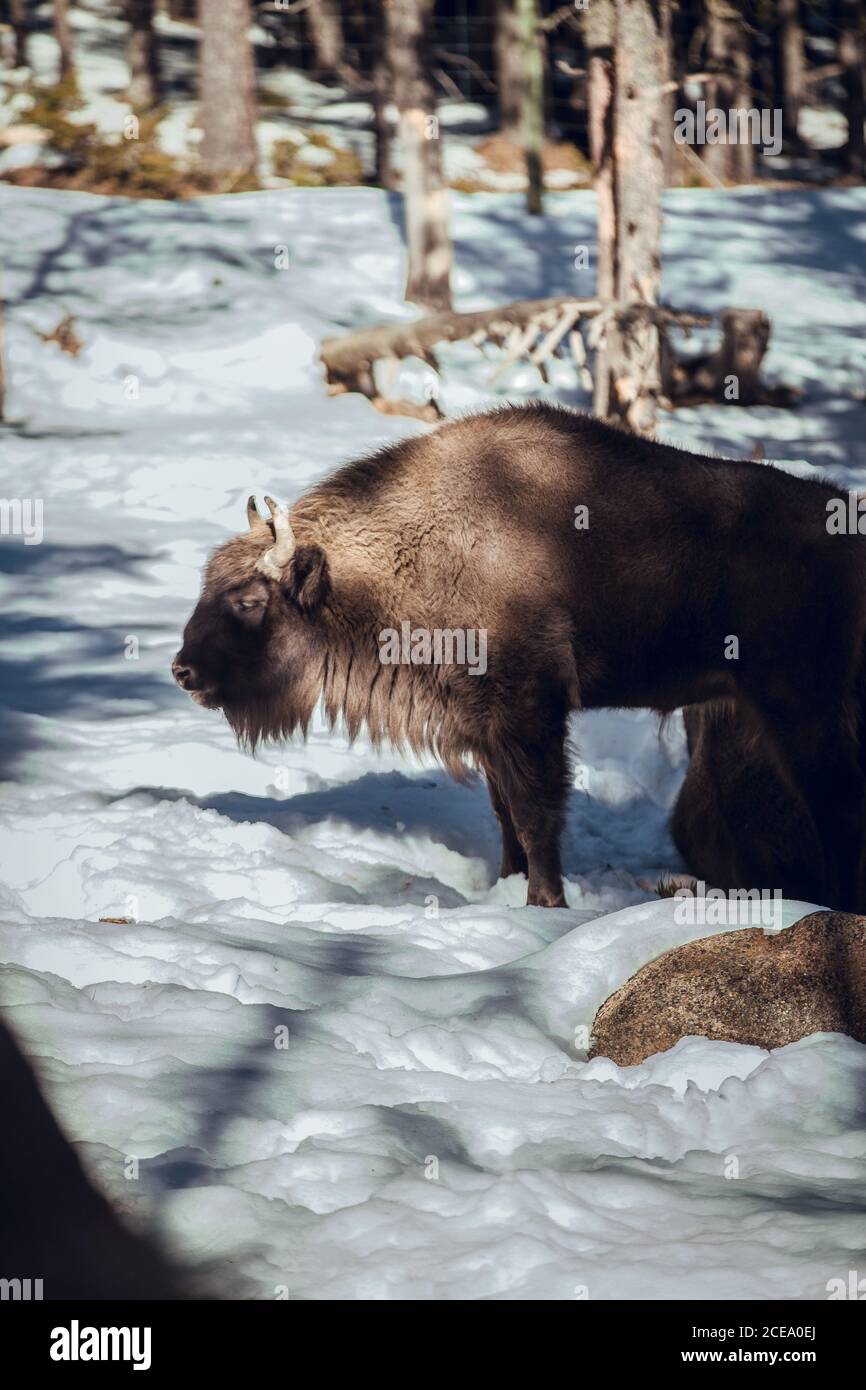 Mandria di bisonti selvatici pascolo in foresta invernale su collina a Les Angles, Pirenei, Francia Foto Stock