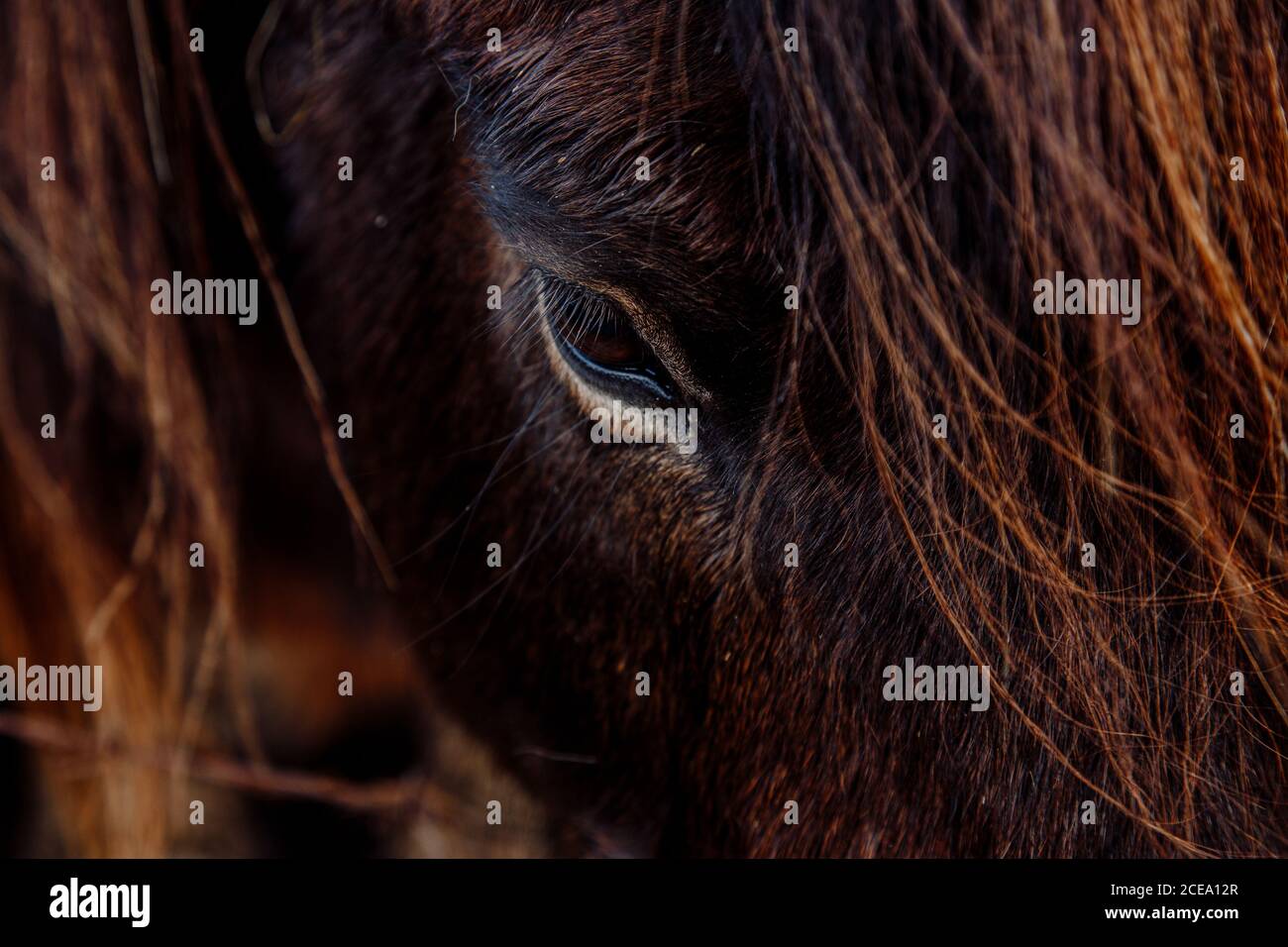 Primo piano triste occhio pensieroso di cavallo di castagno. Foto Stock