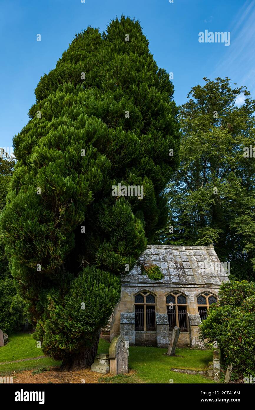 Mausoleo di famiglia conosciuto come Broun Aisle con albero di tasso, Humbie Parish Church, East Lothian, Scozia, Regno Unito Foto Stock