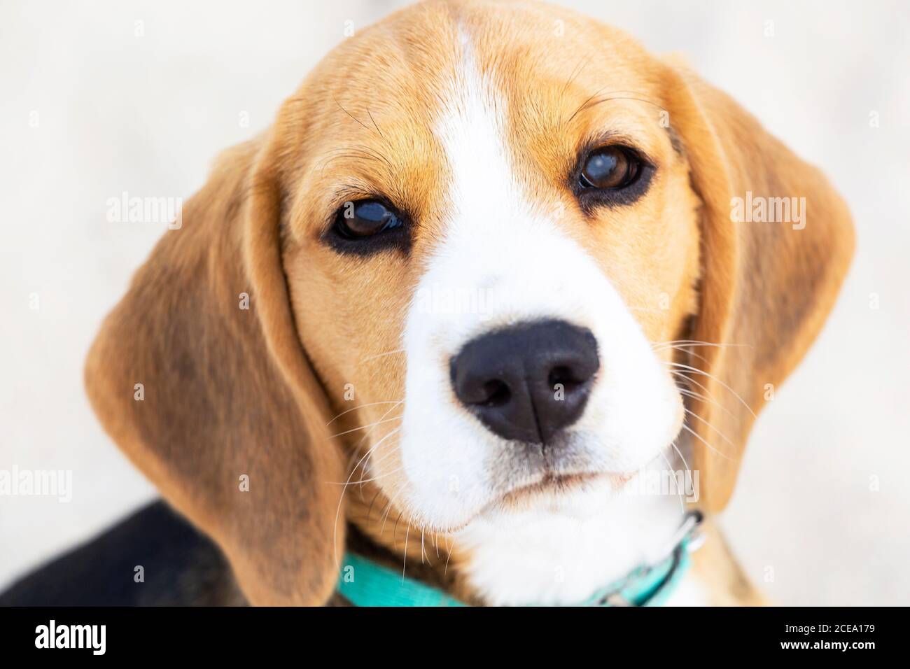 Piccolo cucciolo tricolore carino Beagle, aspetto triste. Foto Stock