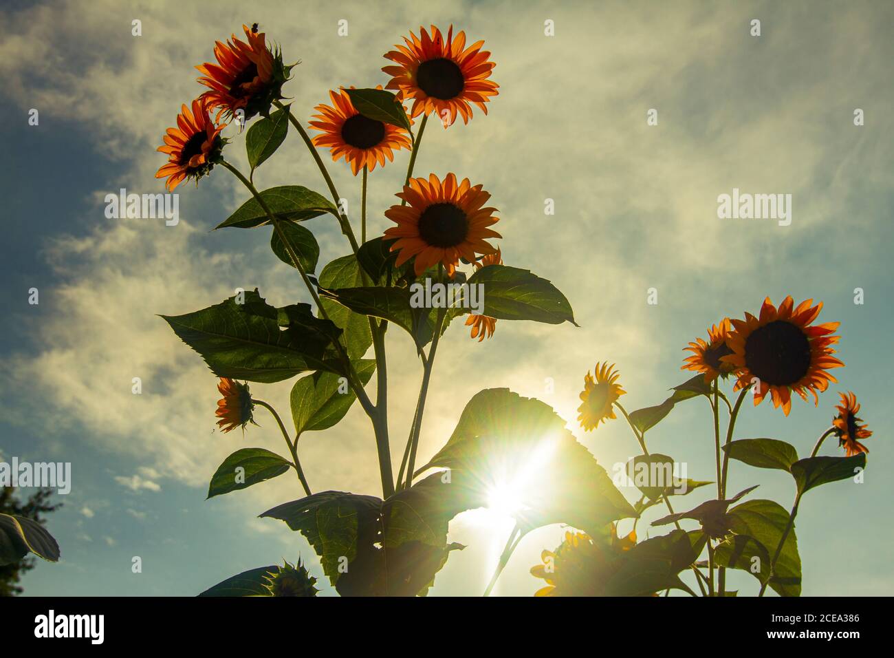 Immagine grandangolare retroilluminata di piante di girasole completamente cresciute (Helianthus) in una fattoria. L'immagine presenta più fiori rivolti lontano dal sole, Foto Stock