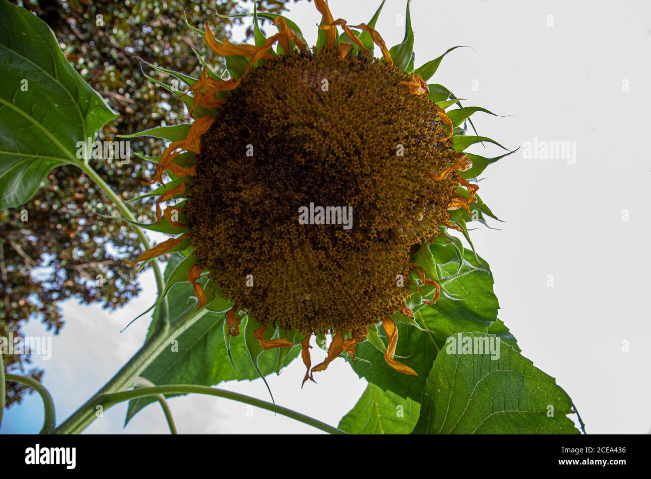 Primo piano immagine di un girasole cresciuto che è rivolto verso il basso verso il suolo. Immagine presa da sotto il fiore mostra i dettagli dei semi, petali A. Foto Stock