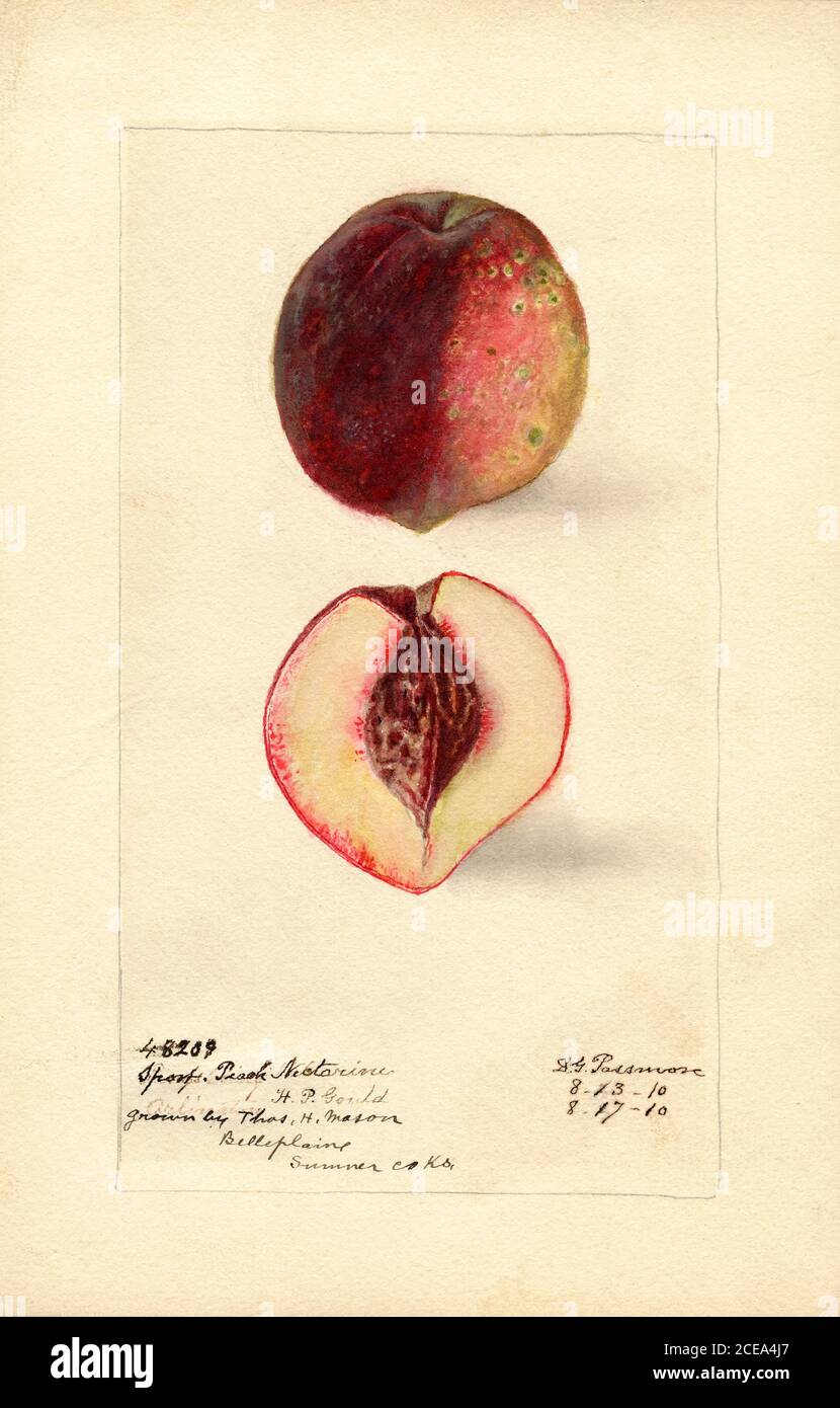 Nettarine, Peach Sport Variety, Prunus persica, Belle Plaine, Sumner County, Kansas, USA, Watercolor Illustration di Deborah Griscom Passmore, U.S. Department of Agriculture Pomological Watercolor Collection, 1910 Foto Stock