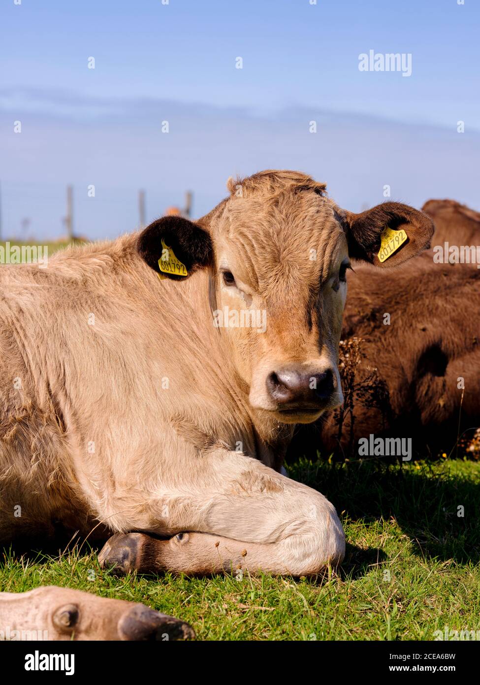 Mucche che pascolano su Firle Beacon fine estate, East Sussex, UK Foto Stock