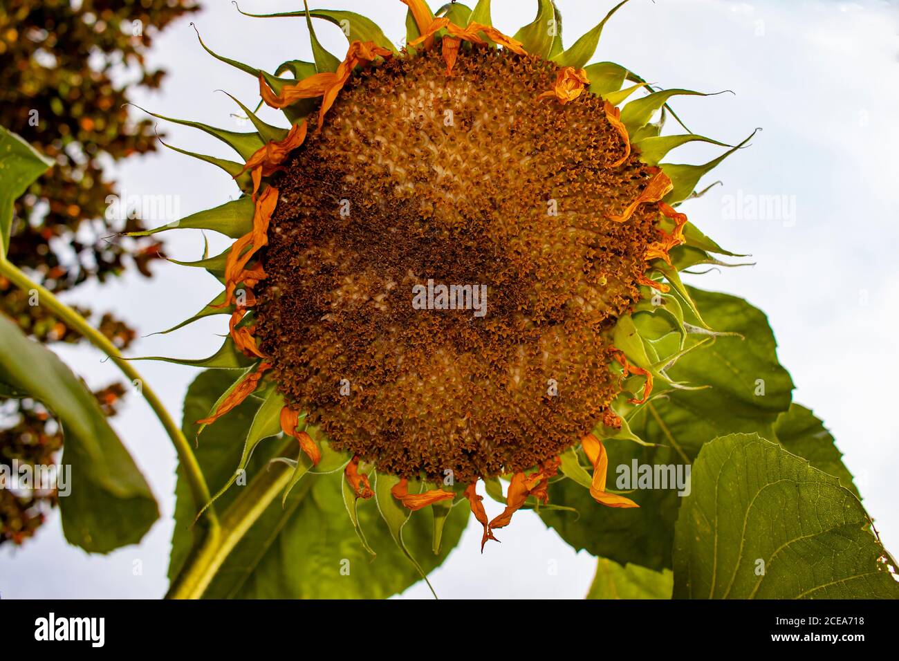 Primo piano immagine di un girasole cresciuto che è rivolto verso il basso verso il suolo. Immagine presa da sotto il fiore mostra i dettagli dei semi, petali A. Foto Stock