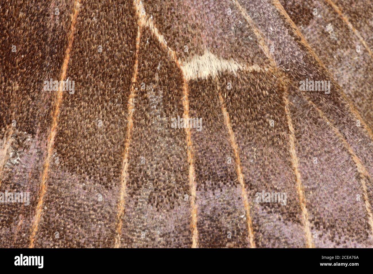 3 - la tessitura astratta dell'ala di falce di pioppo. Scintillanti tessuti e venature in scala alare. Immagine di primo piano Super macro. Foto Stock